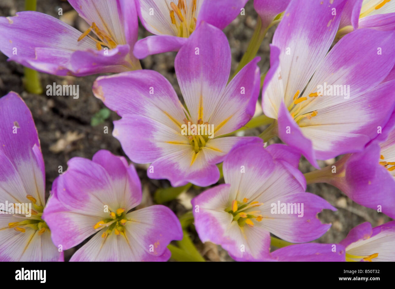 Giant meadow saffron Colchicum speciosum Stock Photo - Alamy