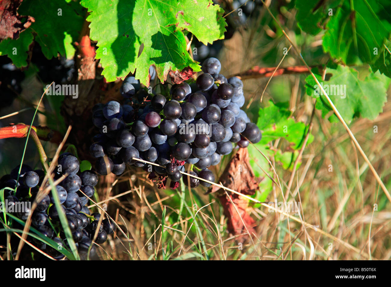 Grapes at a vinyard in Provence, France Stock Photo