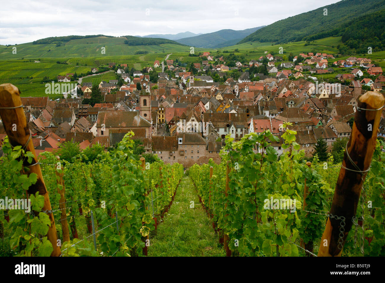 Sep 2008 - View over the village of Riquewihr and vineyards in the Wine Route area, Alsace, France. Stock Photo