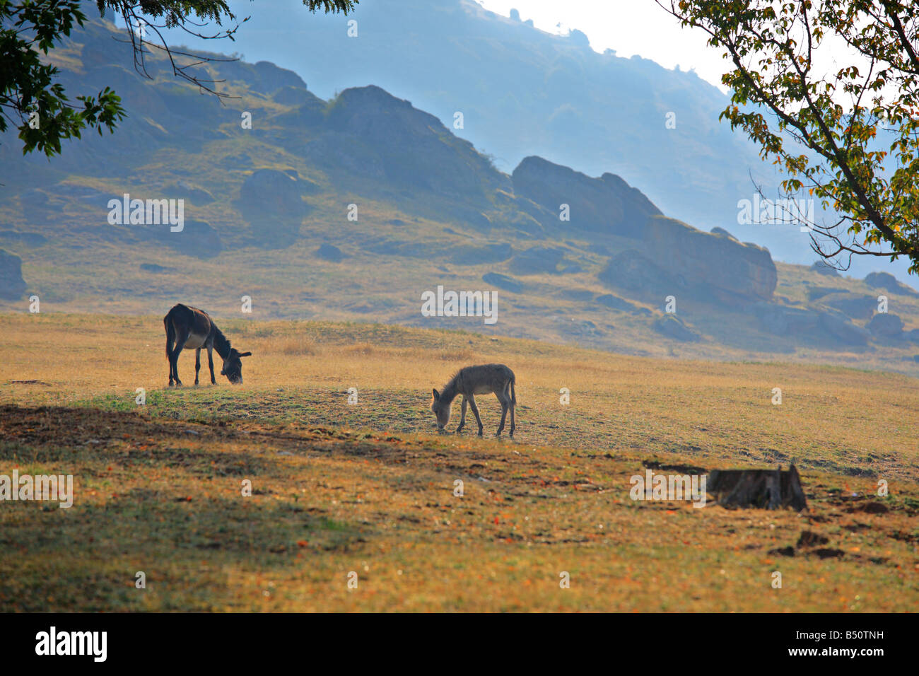 Donkeys on a farm in Macedonia Stock Photo