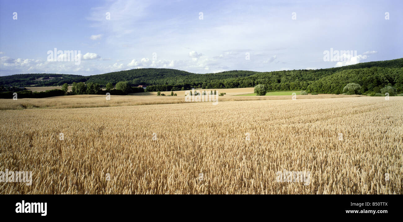Wheat field in Bavaria Stock Photo - Alamy