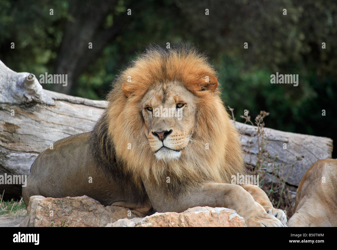 A male lion lying down in a zoo Stock Photo