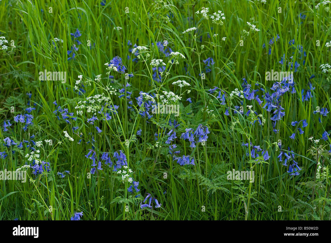 Bluebells Hyacinthoides non scripta and cow parsley Anthriscus sylvestris in long grass Stock Photo