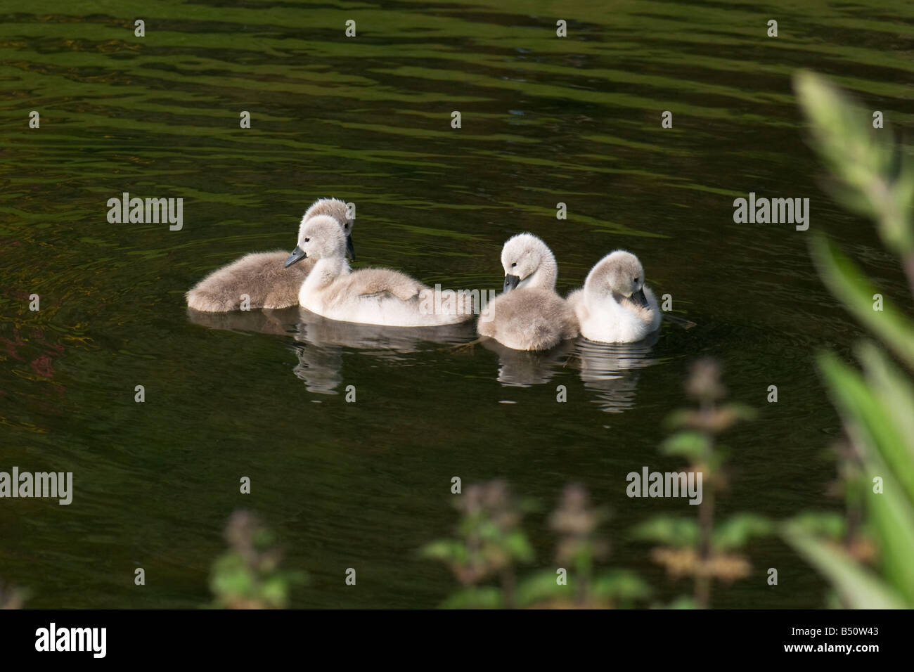 A group of four mute swan cygnets swimming in lake Stock Photo