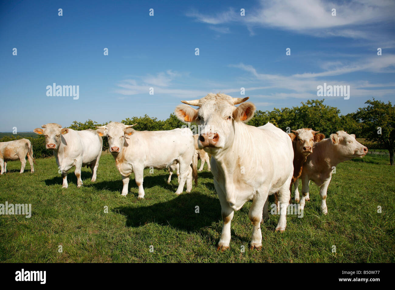 Sep 2008 - Cows in the field Alsace France Stock Photo