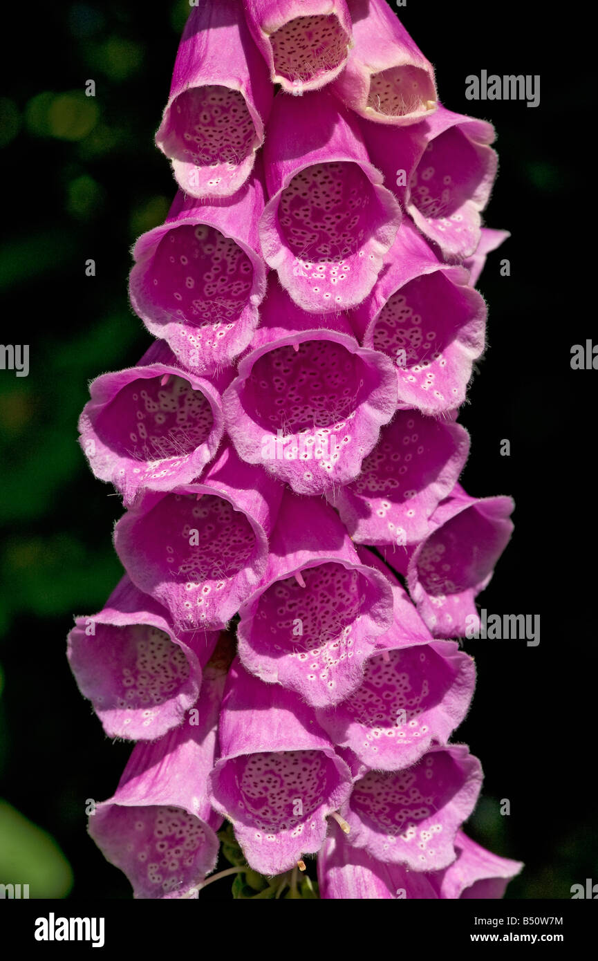 Foxglove Digitalis purpurea in woodland habitat Stock Photo