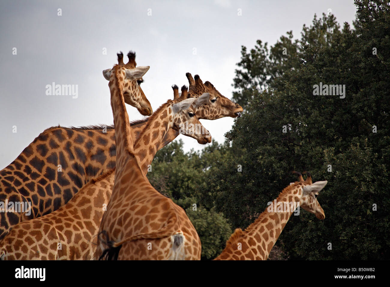Group Of Four Trees High Resolution Stock Photography and Images - Alamy