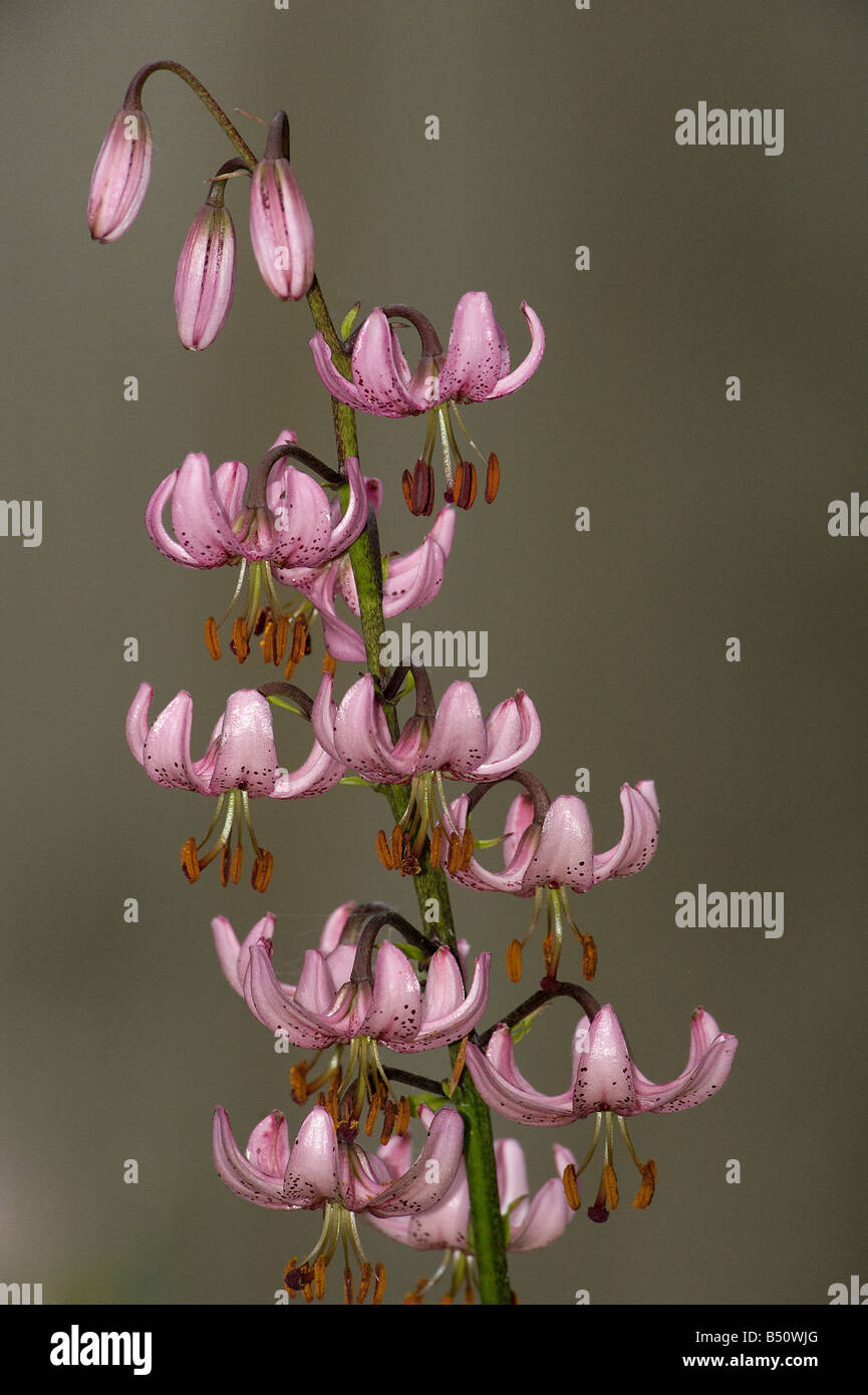 Martagon lily Lilium martagon growing beneath trees in woodland area in