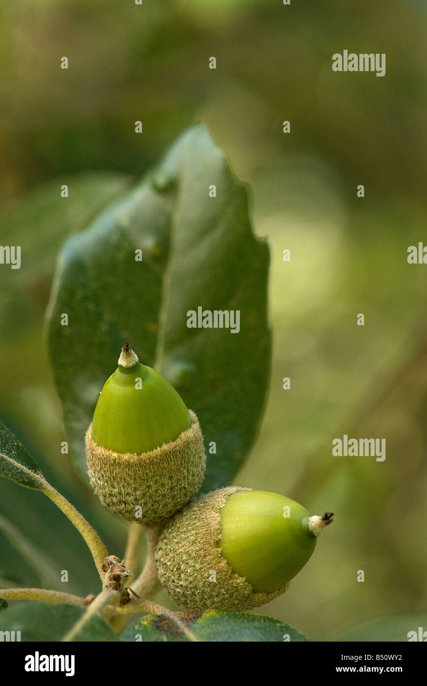 Acorns of Holm oak Quercus ilex with evergreen leaves Stock Photo