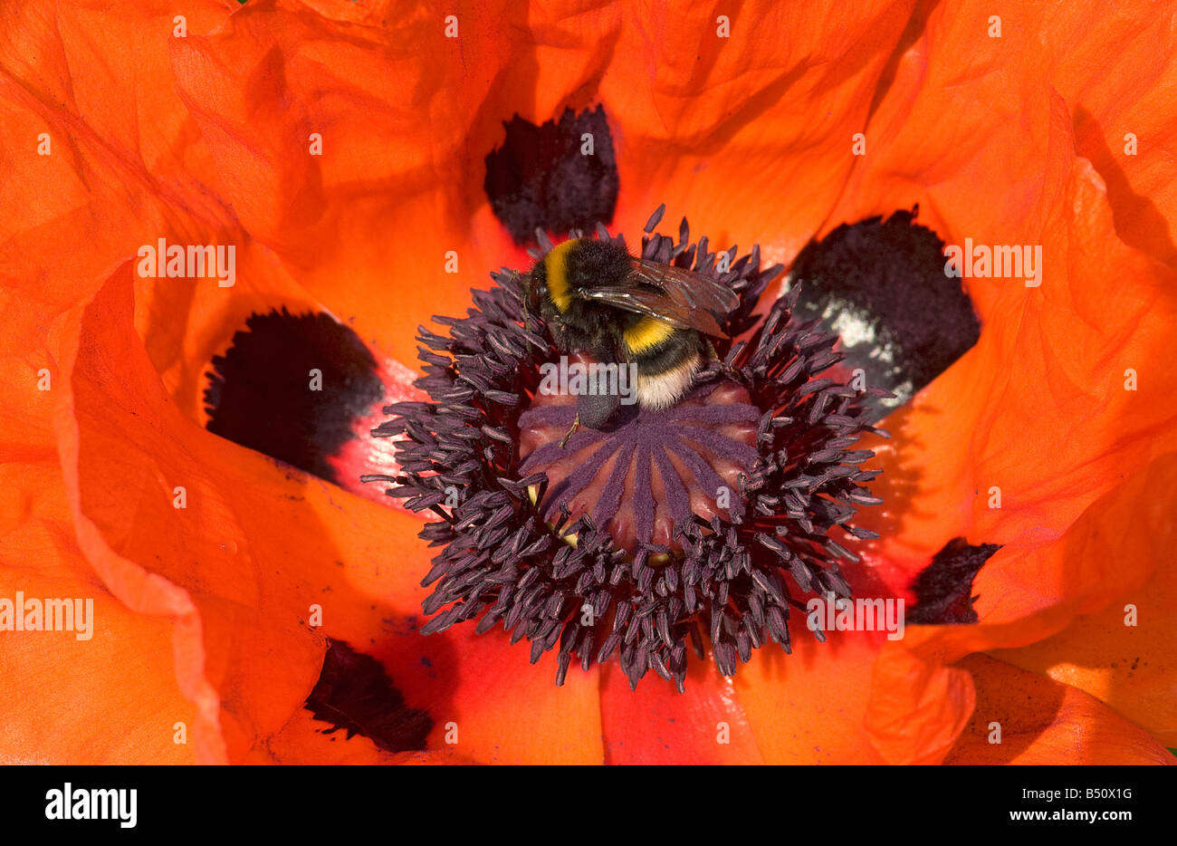 Bumblebee with dark blue and a plum hue pollen load foraging on oriental poppy Papaver orientale Stock Photo