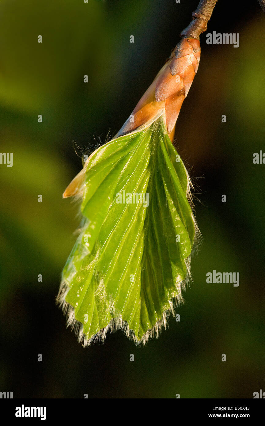 Beech Fagus sylvatica bud breaking in spring with creased leavres unfurling Stock Photo