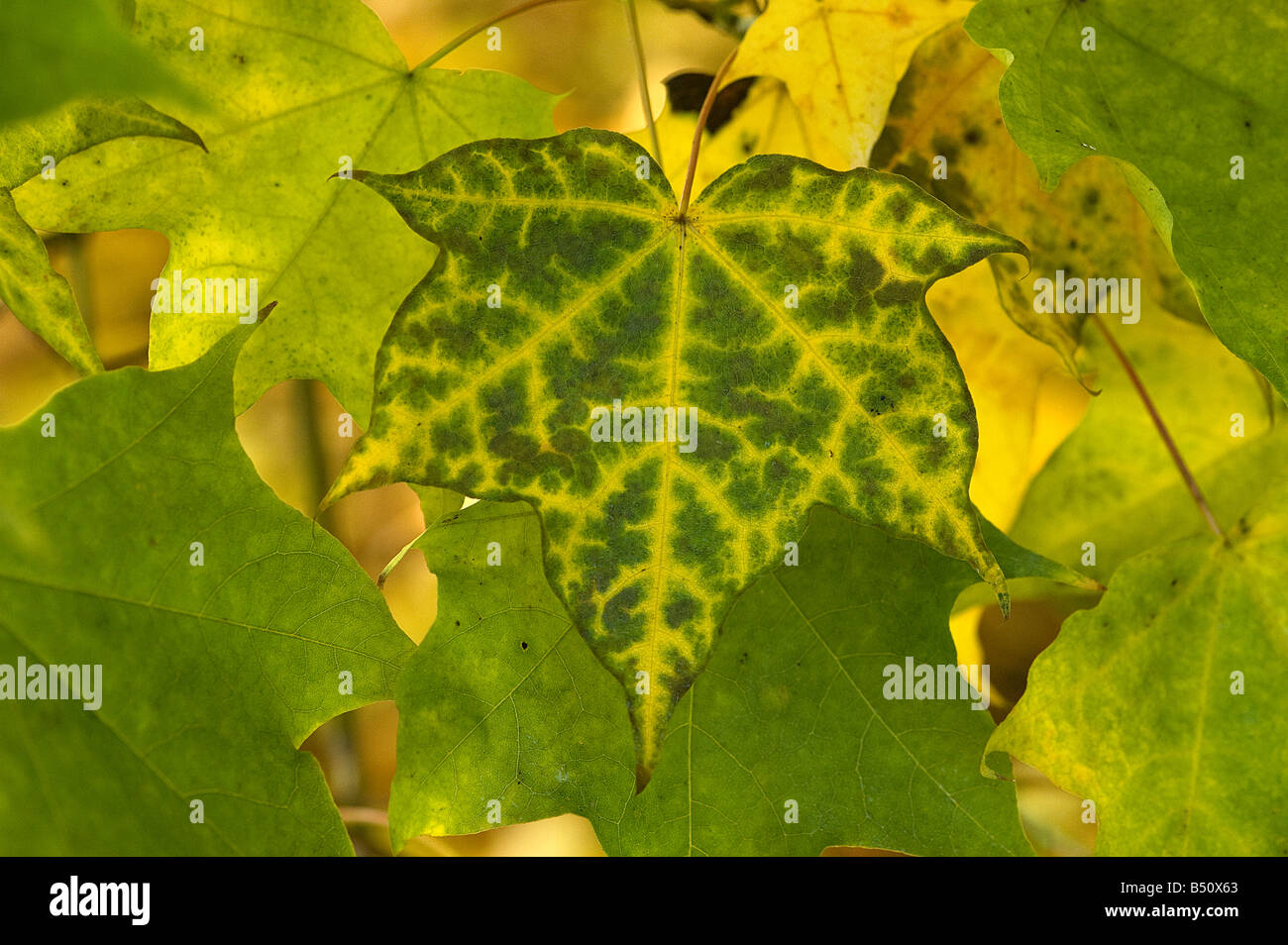 Cappodocian maple Acer cappodocicum aureum leaf turning colour in autumn Stock Photo