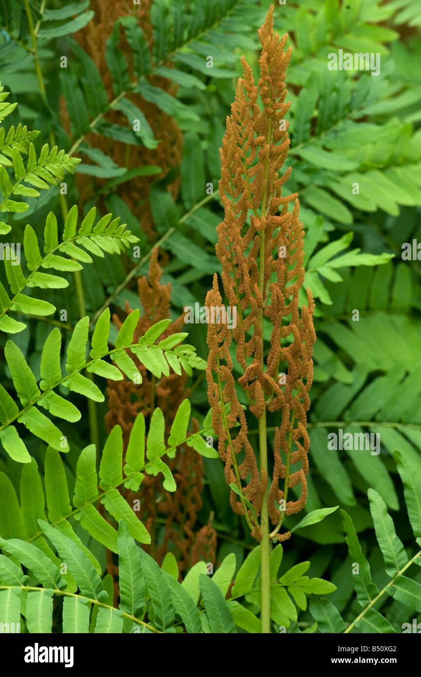 Royal fern Osmunda regalis fertile tip with sterile green fronds Stock Photo