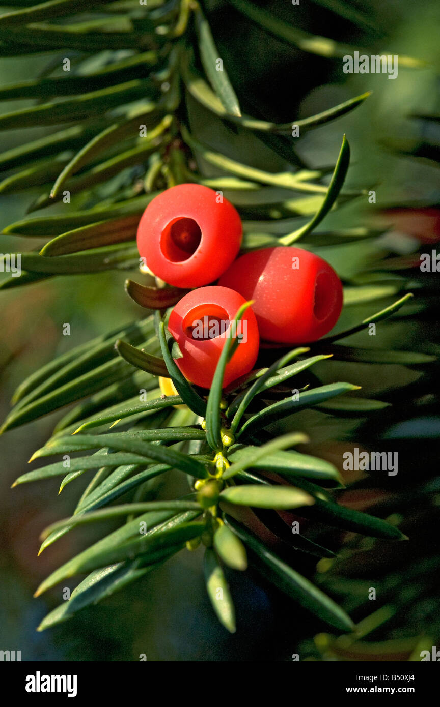 Red yew arils Taxus baccata with single seed All parts of the tree