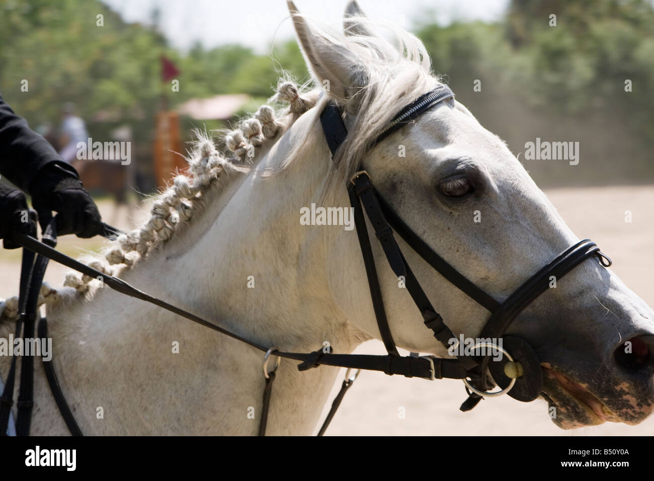 head of a white horse during horse jumping contest Stock Photo Alamy