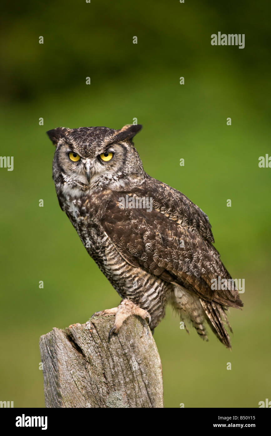 canadian horned owl captive bird Stock Photo