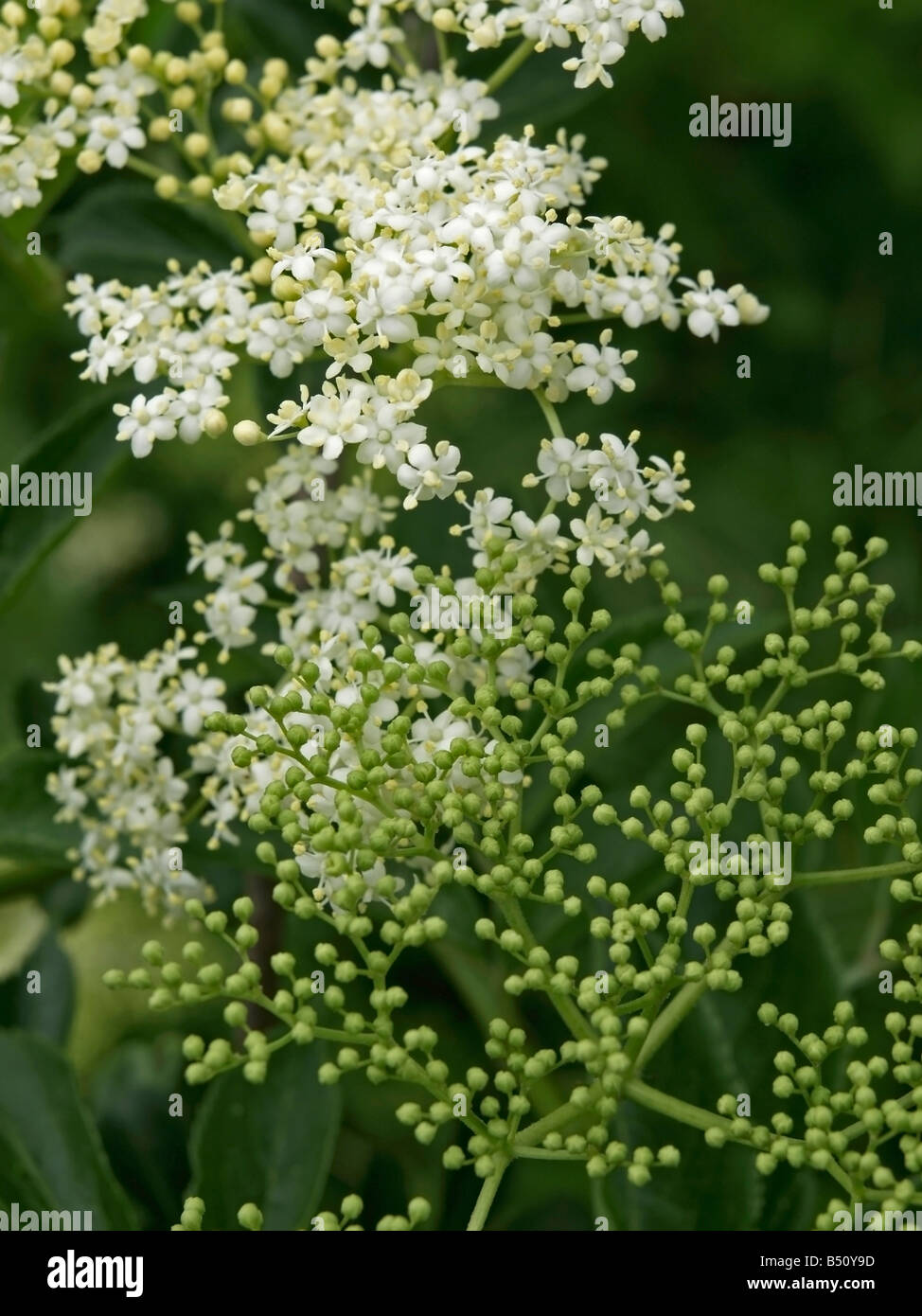white blossom flower of Elder Elderberry Sambucus Stock Photo Alamy