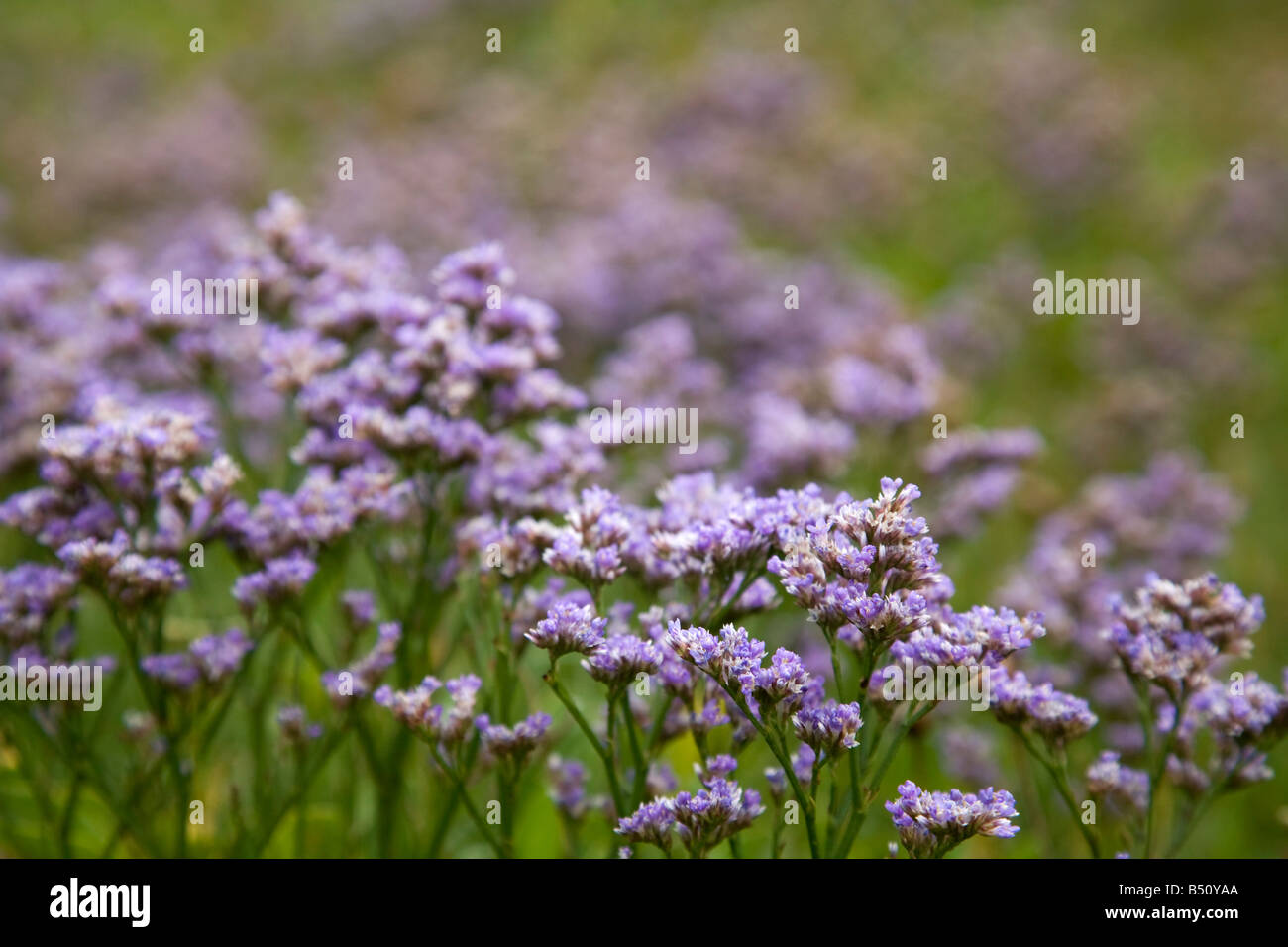 common sea lavender Limonium vulgare Stock Photo