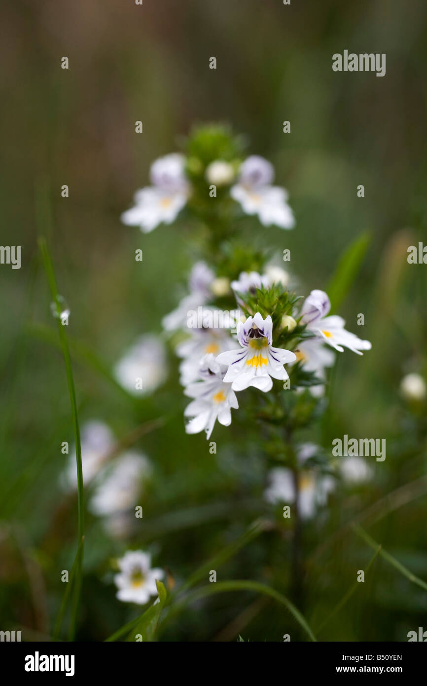 eyebright Euphrasia officinalis Stock Photo - Alamy