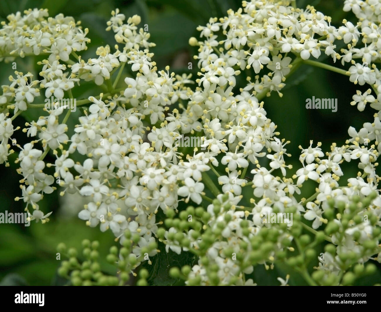 white blossom flower of Elder Elderberry Sambucus Stock Photo Alamy
