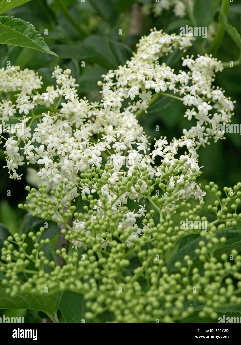 white blossom flower of Elder Elderberry Sambucus Stock Photo Alamy