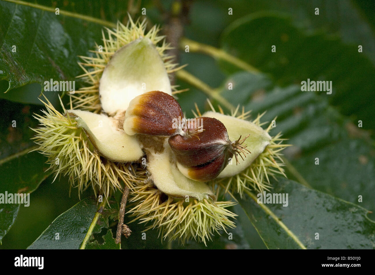 Sweet chestnuts Castanea sativa inside spiky husk on tree Stock Photo