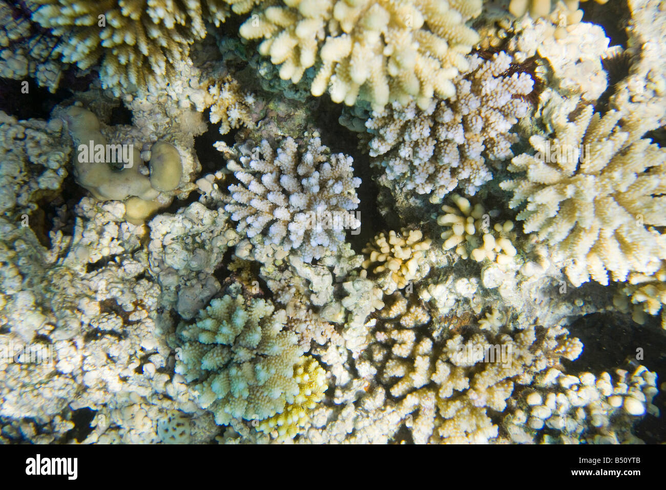 Coral reef off Dahab in the Red Sea in Egypt Stock Photo