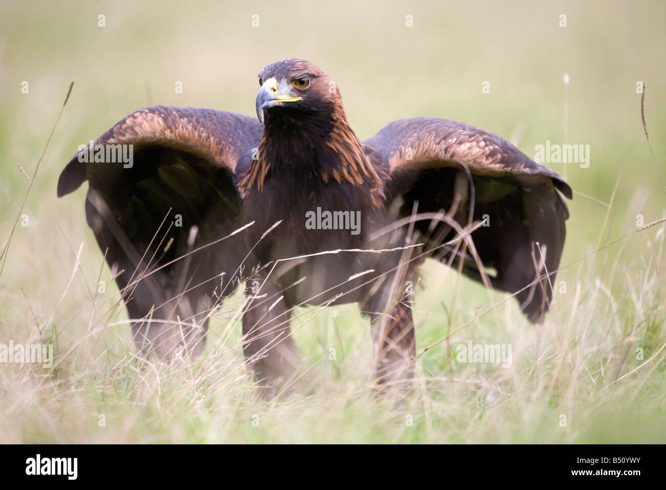 Golden eagle plumage hires stock photography and images Alamy