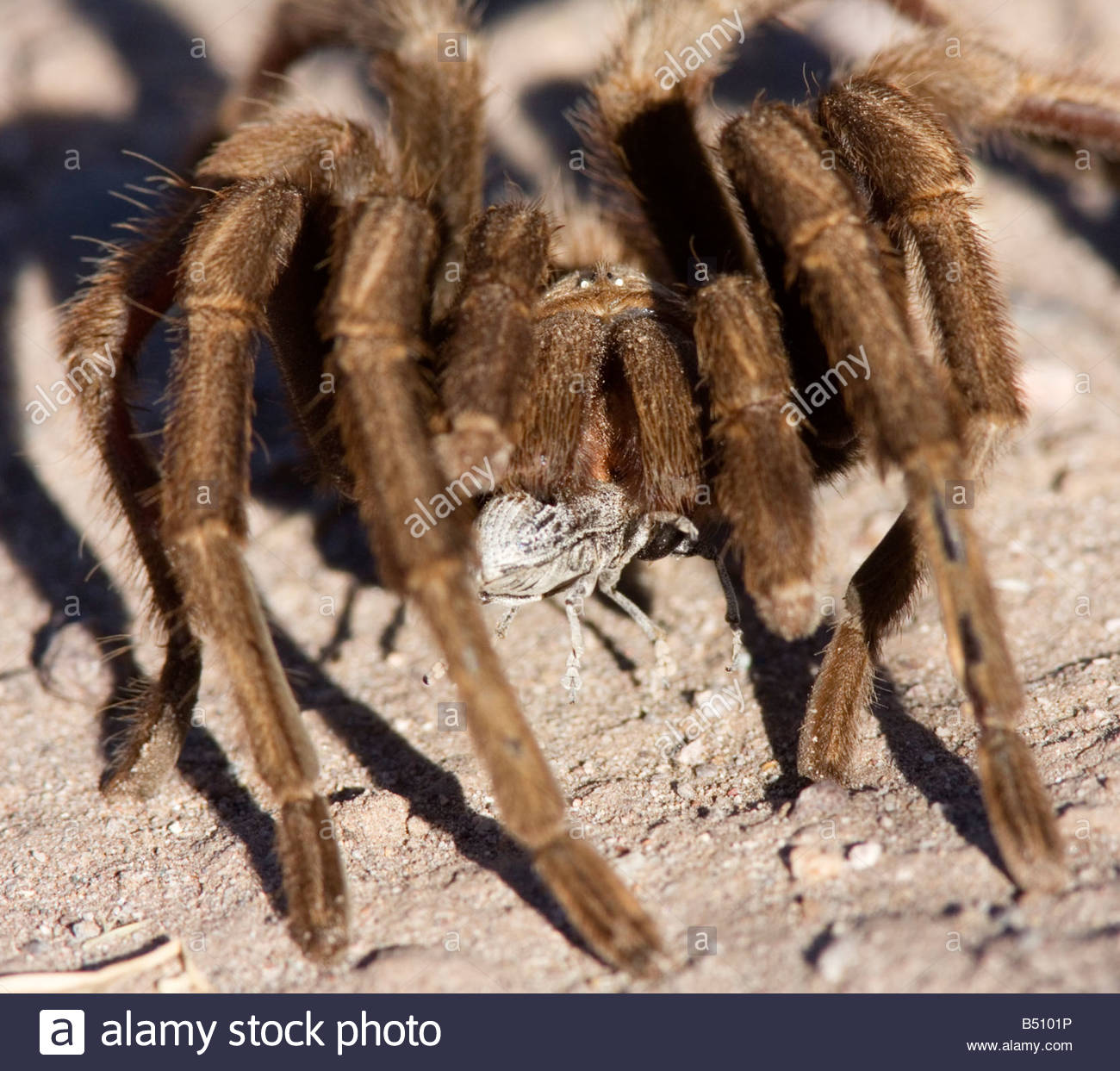 Tarantula Prey Stock Photos & Tarantula Prey Stock Images - Alamy