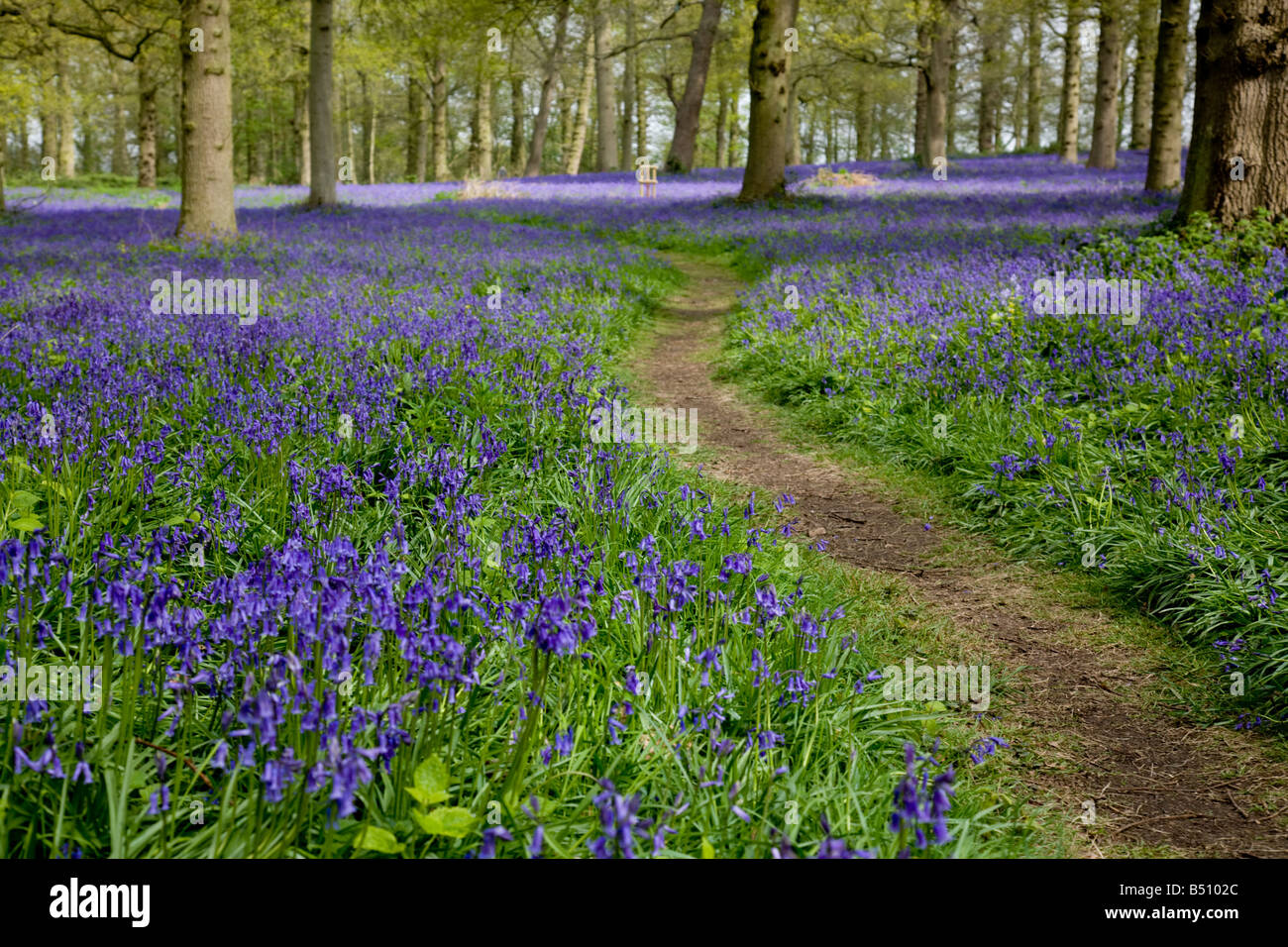 Bluebells at the Great Wood Blickling, near Aylsham, Norfolk, England. Stock Photo