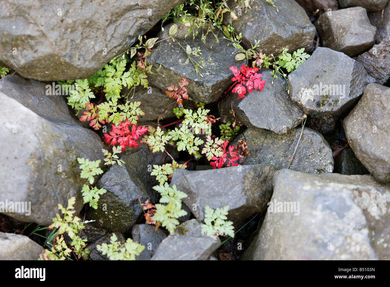 Flora in the rocks Stock Photo - Alamy
