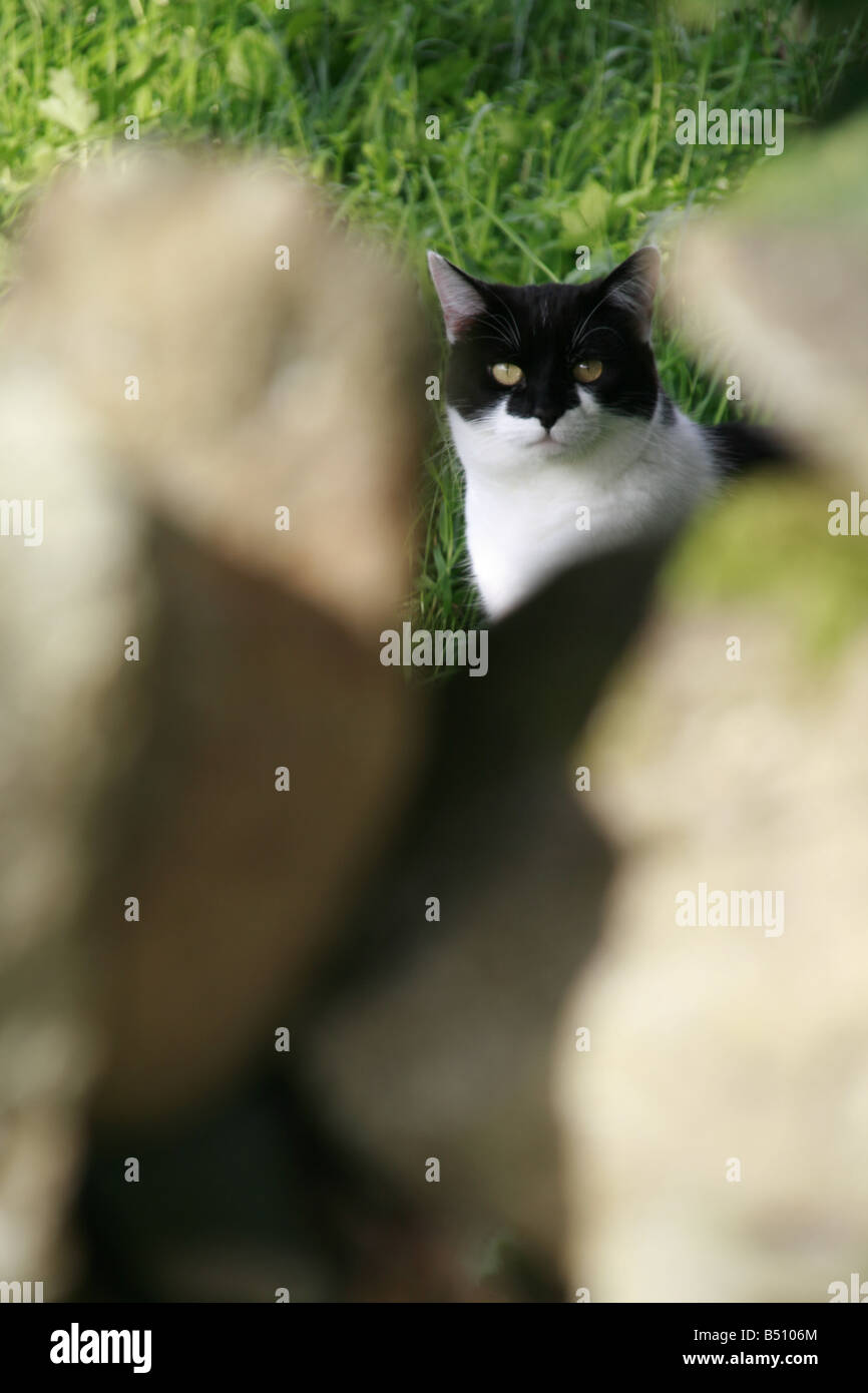 black and white cat outdoors by wall in garden Stock Photo - Alamy