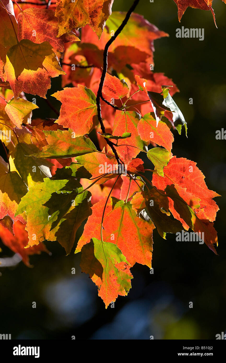 Red maple Acer rubrum leaves turning colour in autum Stock Photo