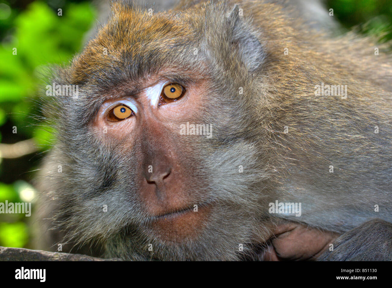 Curious monkey - long tailed macaque Stock Photo