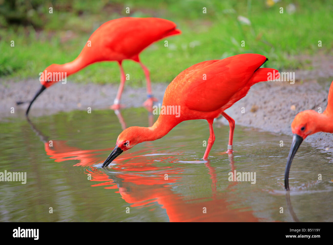 Scarlet ibis (Eudocimus ruber) birds Stock Photo