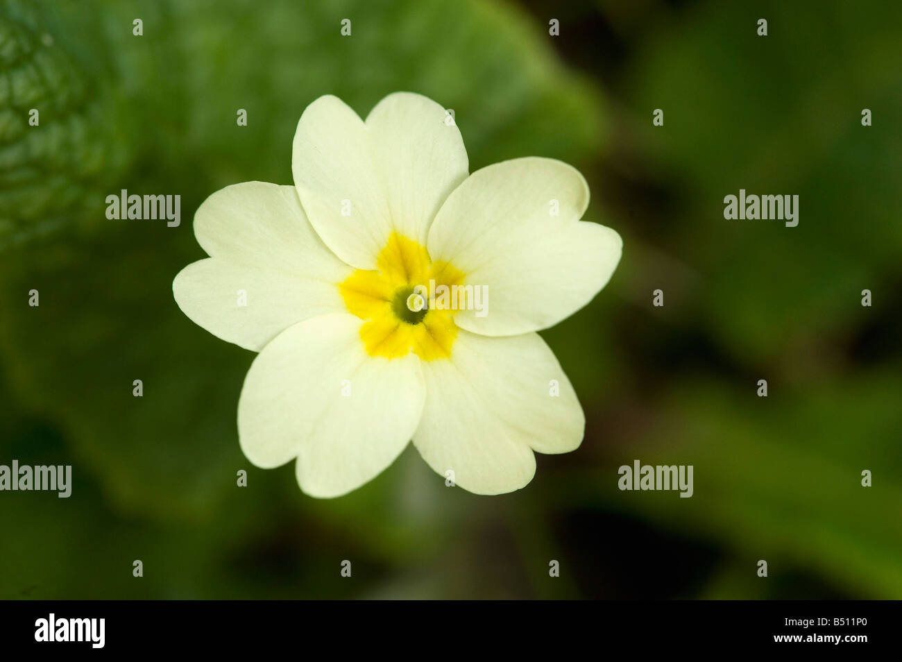 Pin eyed primrose Primula vulgaris in spring Stock Photo