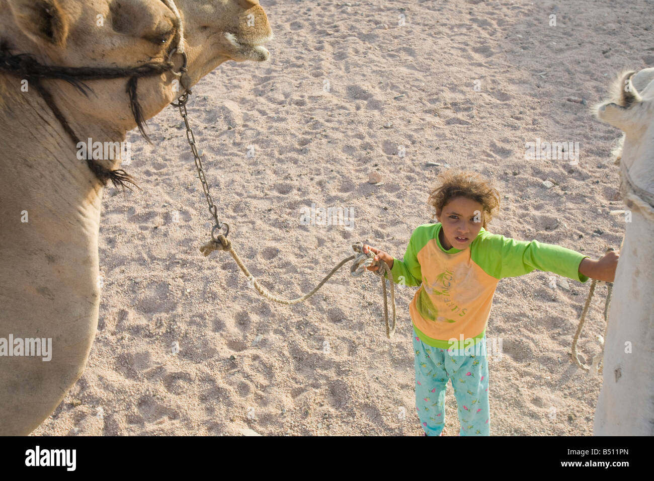 Girl riding a camel High Resolution Stock Photography and Images Alamy