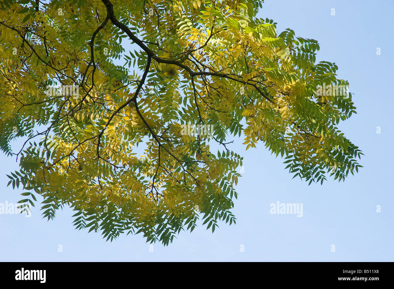 Black walnut Juglans nigra leaves in autumn Stock Photo