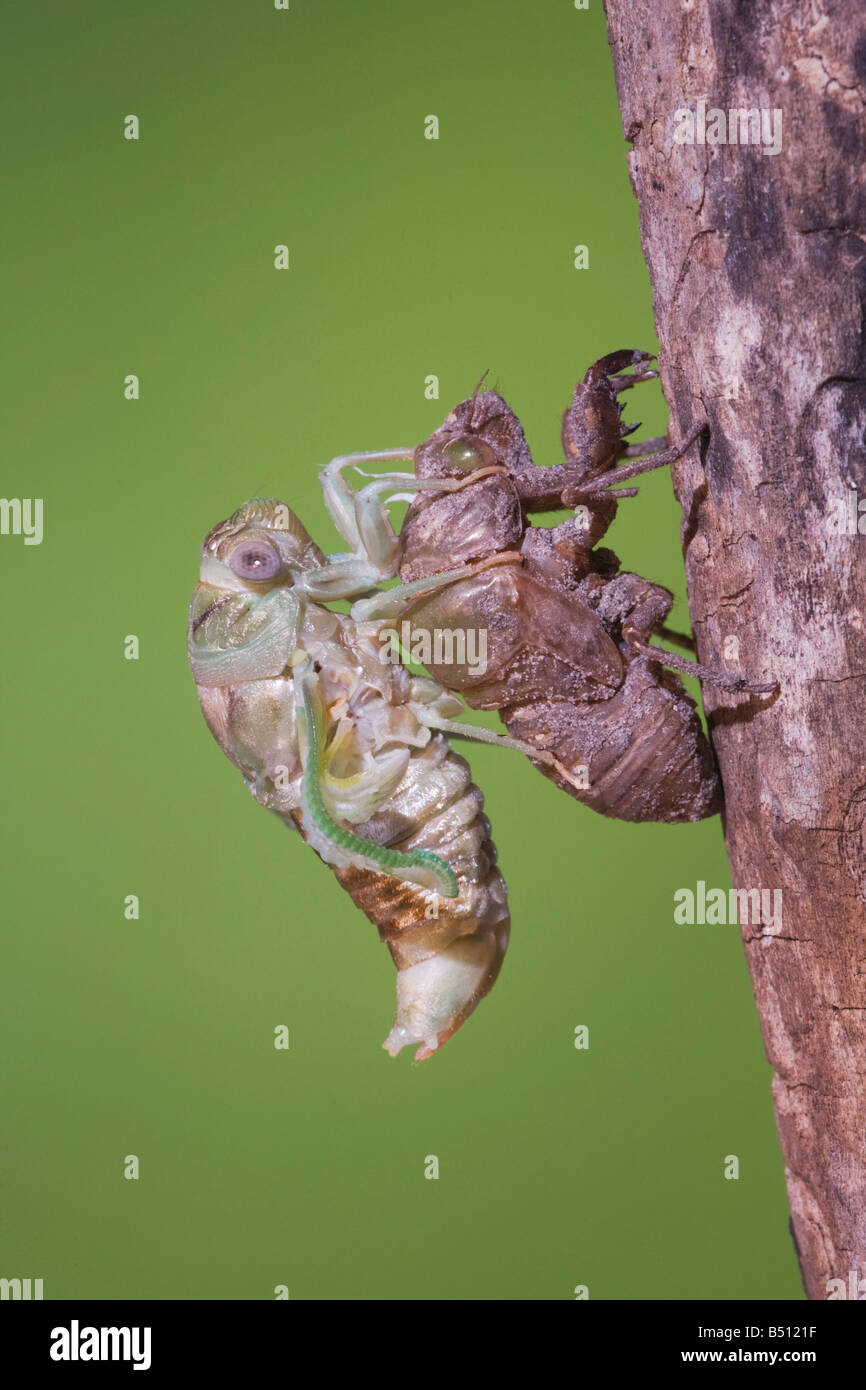 Cicada Tibicen resh adult emerged from nymph skin drying wings Sinton Corpus Christi Coastal Bend Texas USA Stock Photo