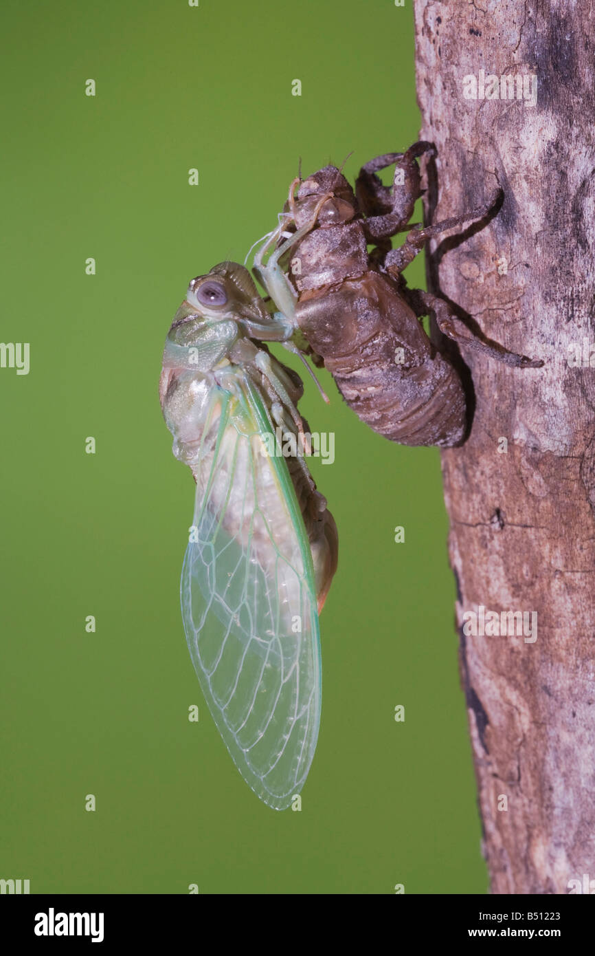 Cicada Tibicen resh adult emerged from nymph skin drying wings Sinton Corpus Christi Coastal Bend Texas USA Stock Photo