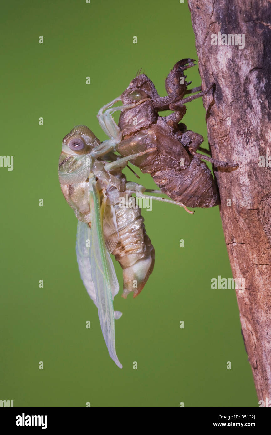 Cicada Tibicen resh adult emerged from nymph skin drying wings Sinton Corpus Christi Coastal Bend Texas USA Stock Photo