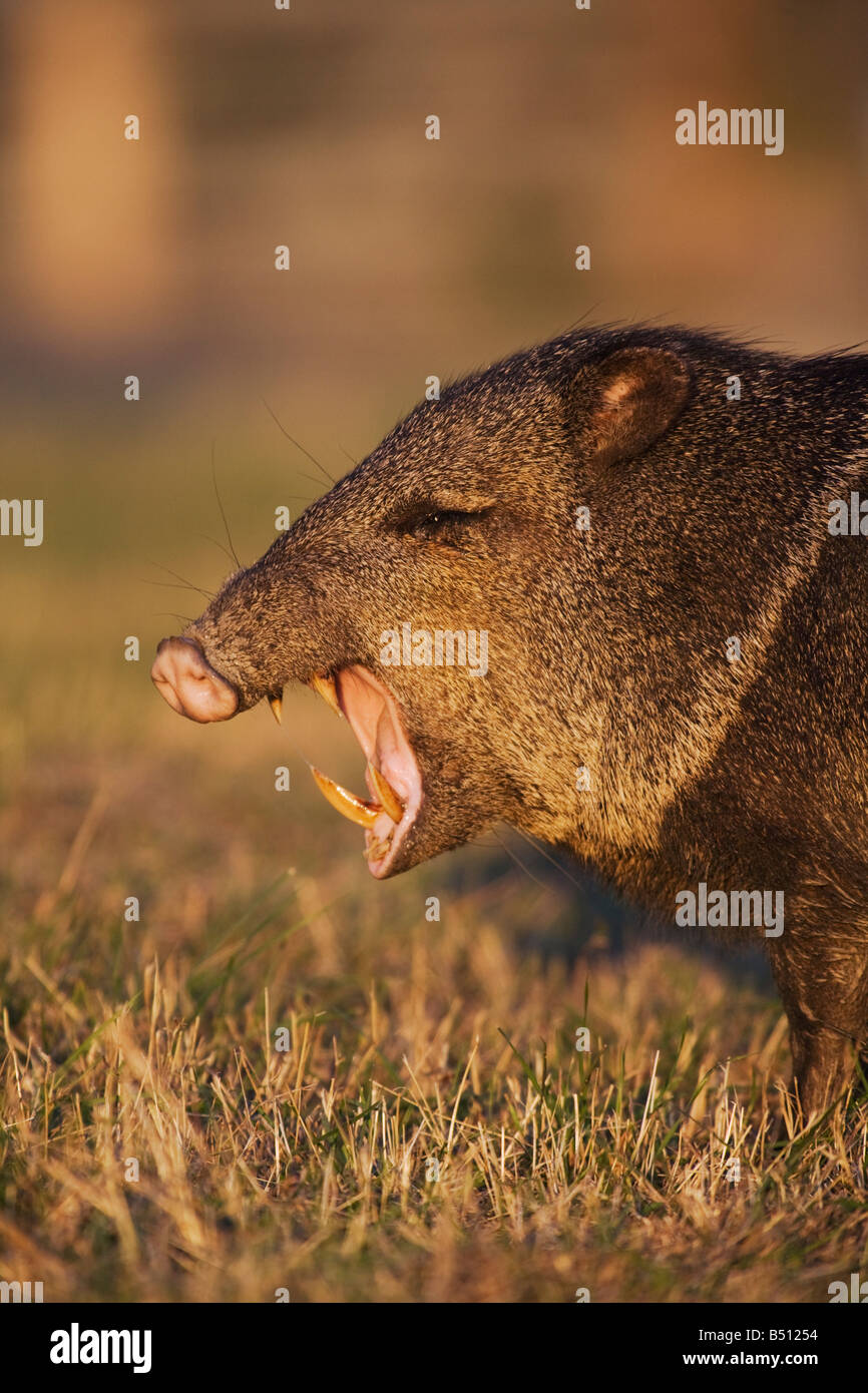 Javelina Teeth
