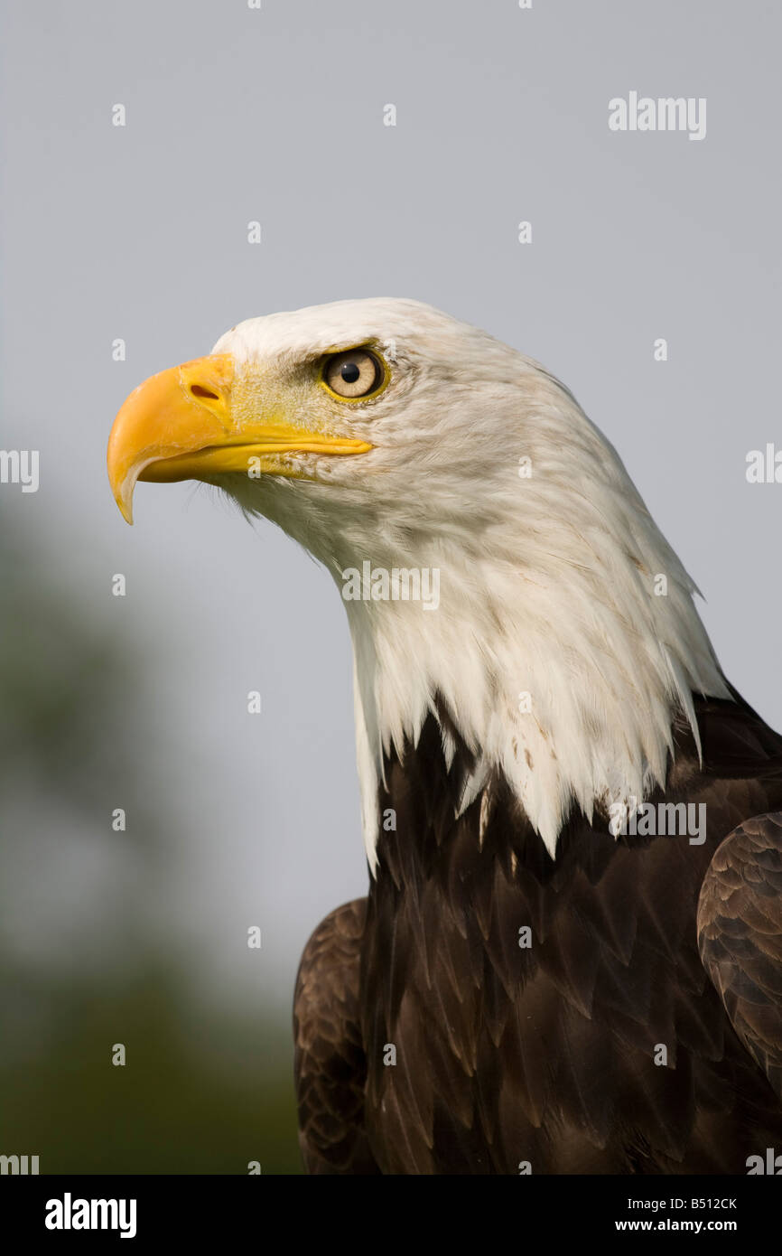 bald eagle Haliaeetus leucocephalus captive bird Stock Photo