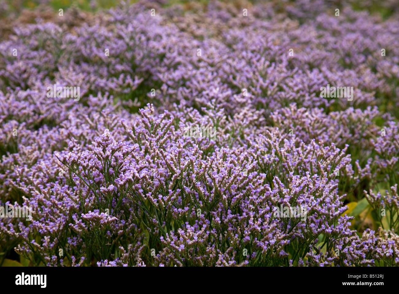 common sea lavender Limonium vulgare Stock Photo
