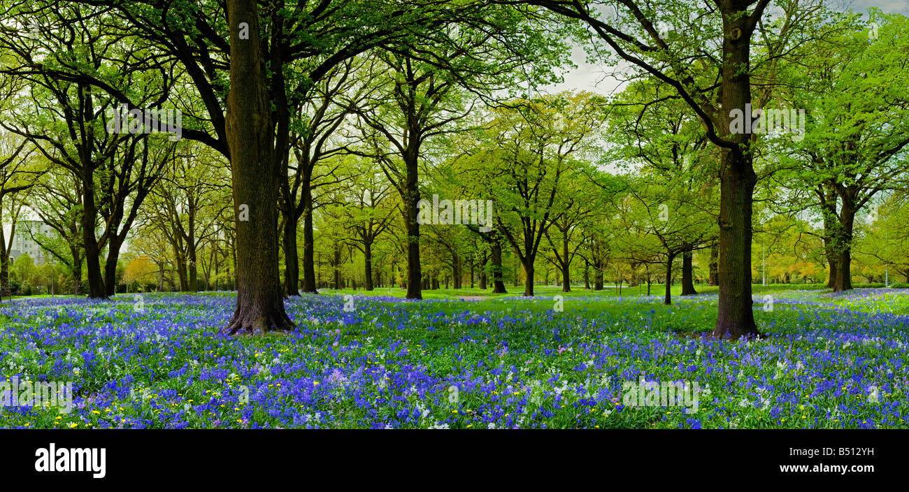A beautiful scenic of Bluebells in full flower in Hagley Park