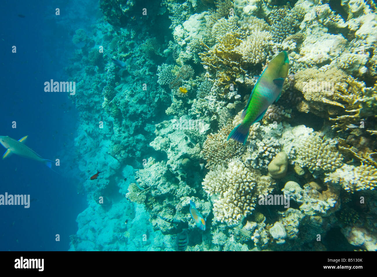Coral reef in the Blue Hole off Dahab in the Red Sea in Egypt Stock ...