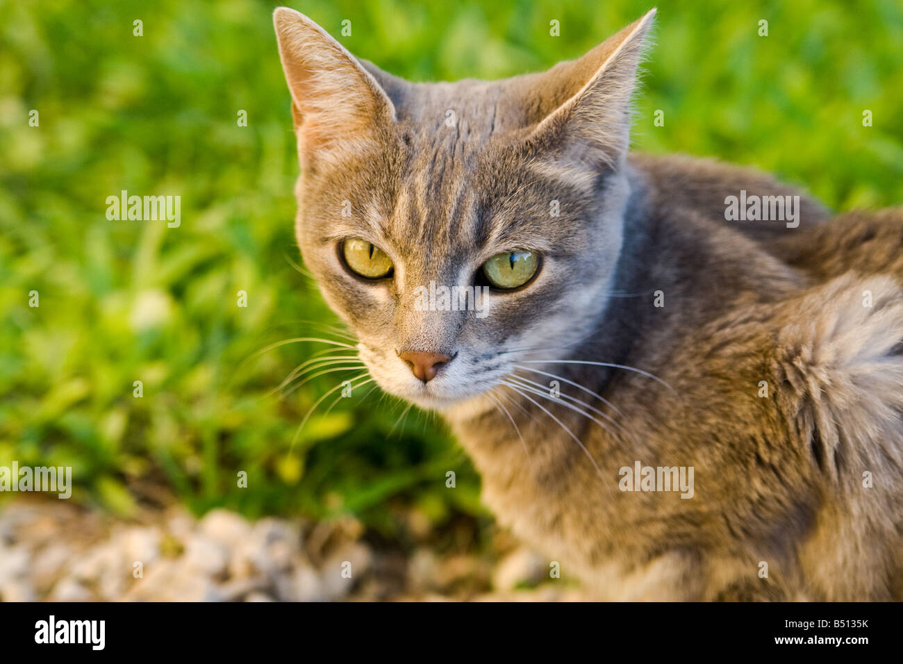 Cute female cat closeup Stock Photo