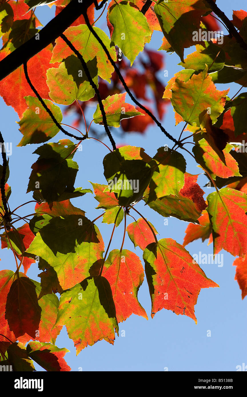 Red maple Acer rubrum leaves turning colour in autumn Stock Photo