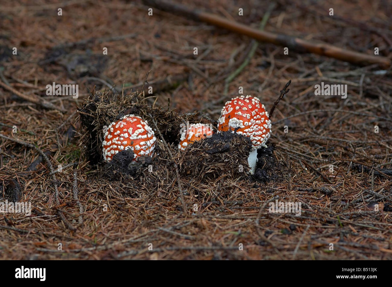 Detail of the fly poison amanita - poisonous mushroom - death cup Stock Photo