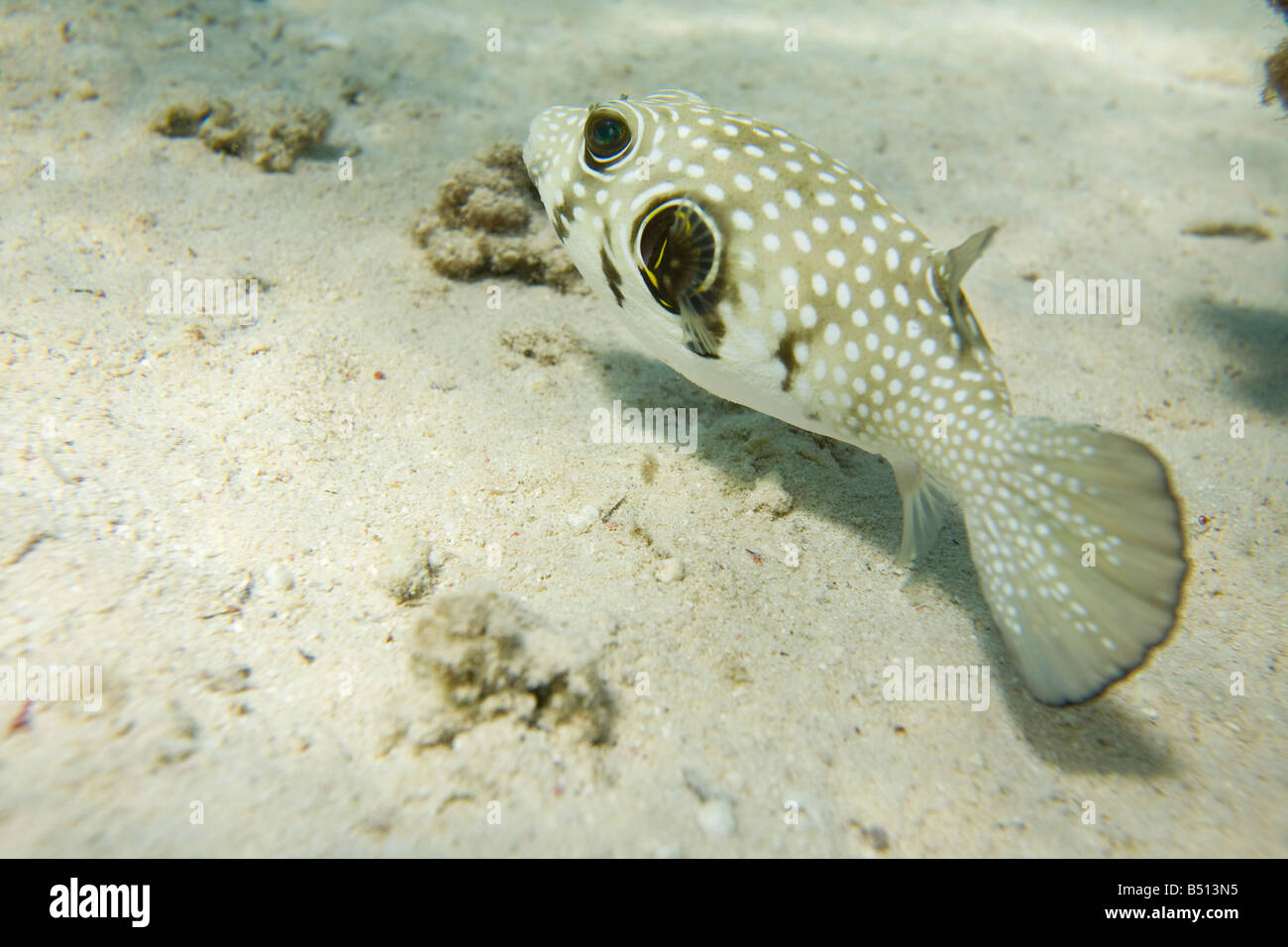 A White Spotted Puffer fish Arothron hispidus in the Red sea off Egypt Stock Photo